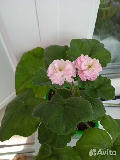 Комнатные растения цветы