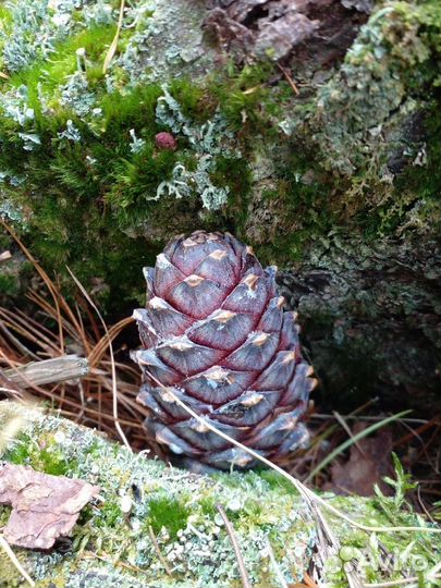 Шишка кедровая