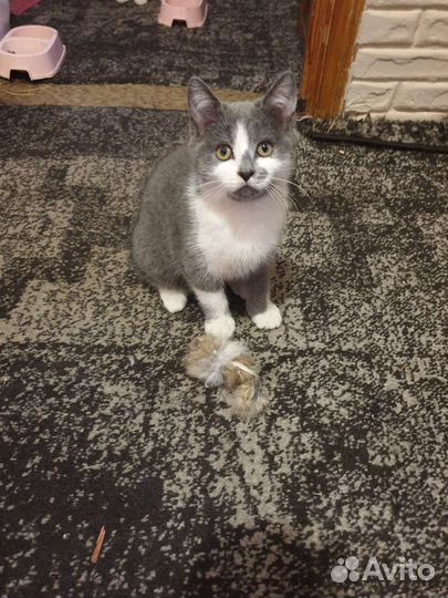 Продам котят шотландской вислоухой