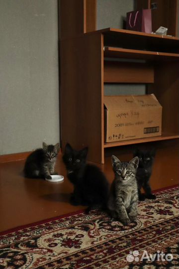 Котята в добрые руки