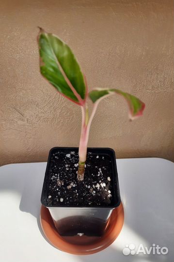 Аглаонема Крит