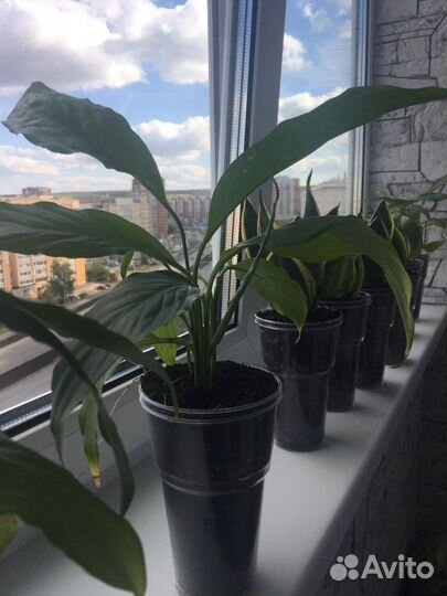 Спацифиллум