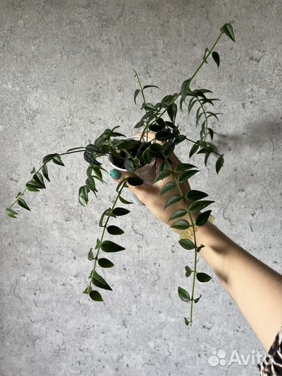 Хойя микс: белла, эскимо