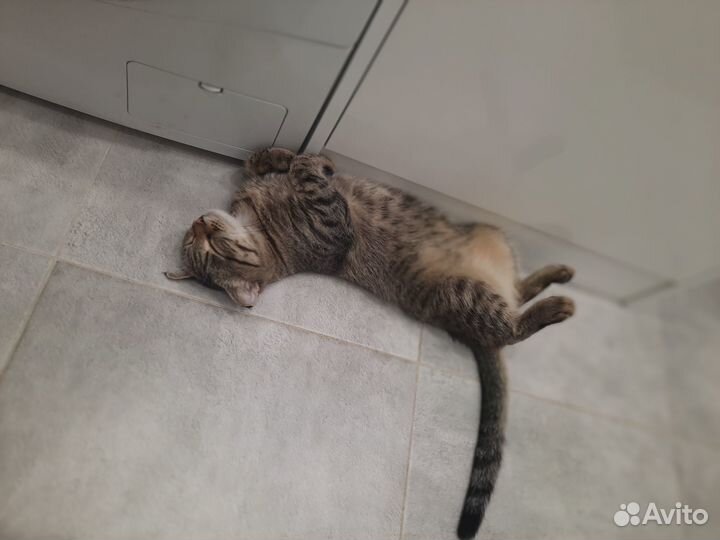 Отдам в добрые руки