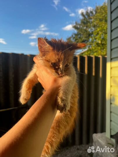 Кошечка в добрые руки