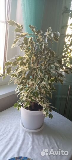 Бенджамина