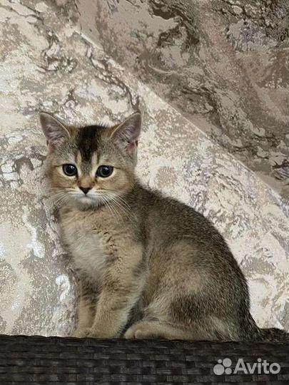 Котята золотая шиншилла