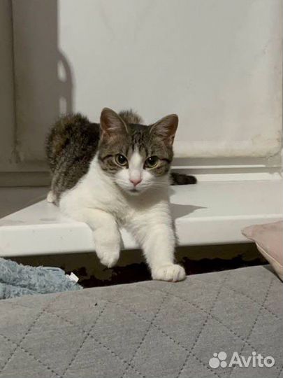 Серьёзная и смешная Боня (кошка, котёнок, 10 мес.)