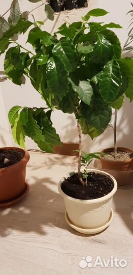 Мушмула Японская, Кофе Арабика, Кардамон, Розмарин