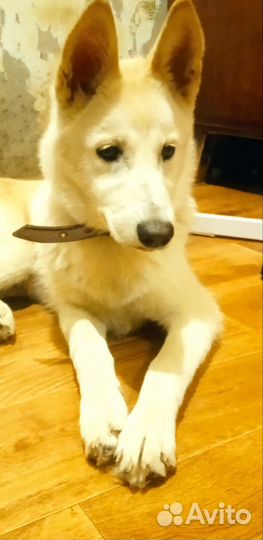 Собака в добрые руки