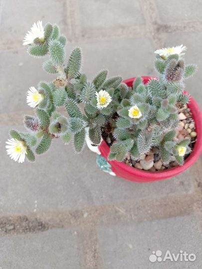 Делосперма кактусы и суккуленты