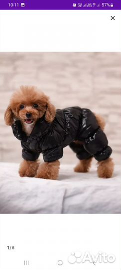 Комбинезоны, ошейник, поводок, для собаки