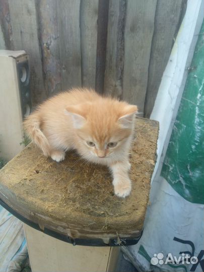 Котята мышеловы