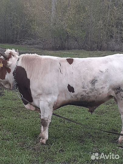 Быки на мясо