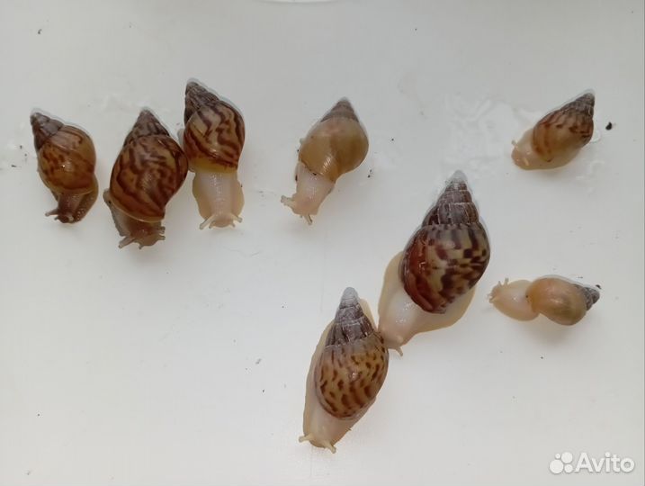 Улитки ахатины