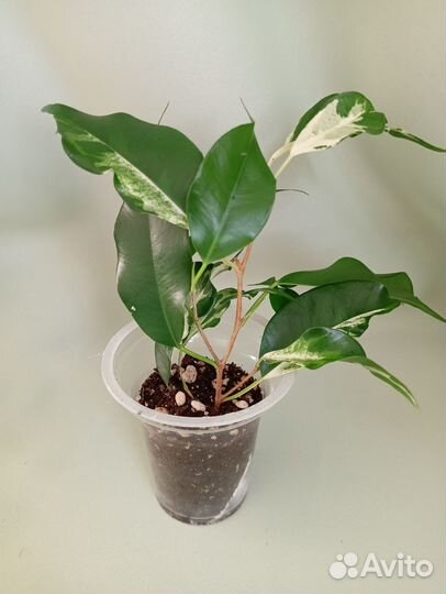 Фикус бенджамина Кёрли