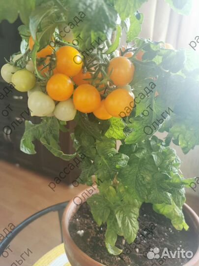 Рассада комнатных помидор