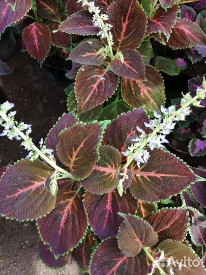 Колеус гибридный сортовой