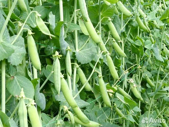 Семена гороха 4 вида