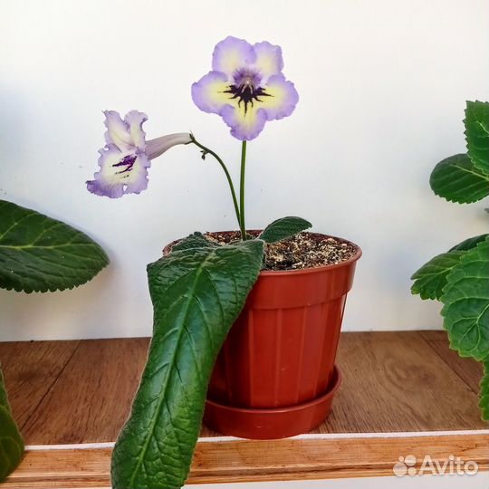 Стрептокарпус