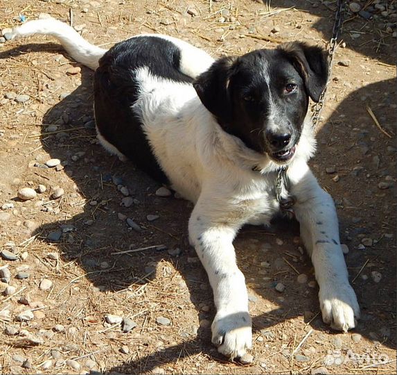 Отдам щенка Тэтчер