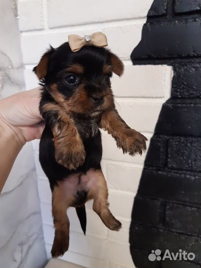 Йоркширский терьер щенки