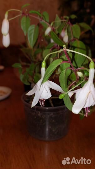 Комнатные цветы фуксия