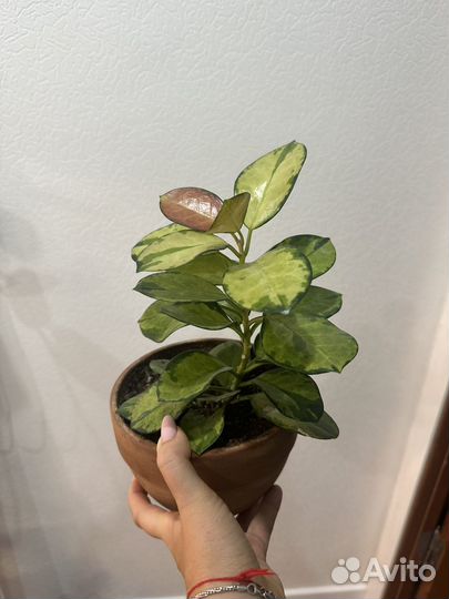 Хойя аустралис лиза