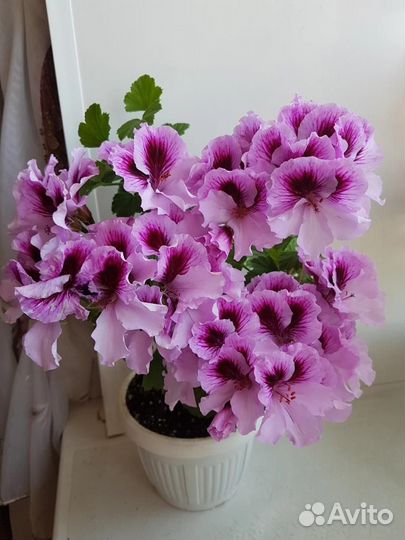 Герань пеларгония детки