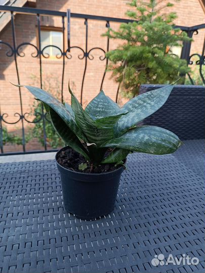 Сансевиерия