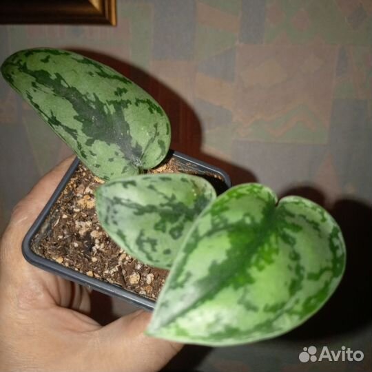 Сциндапсусы сортовые