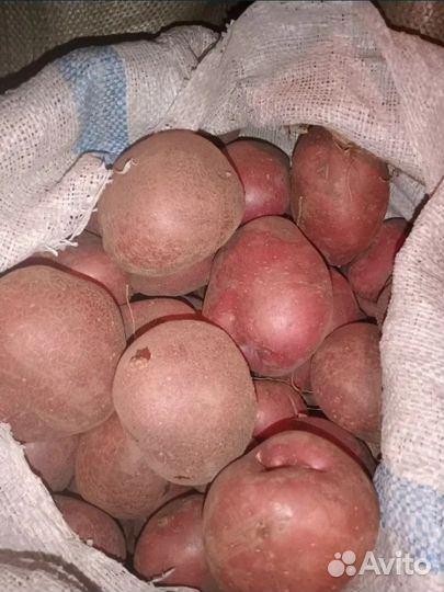 Картофель домашний