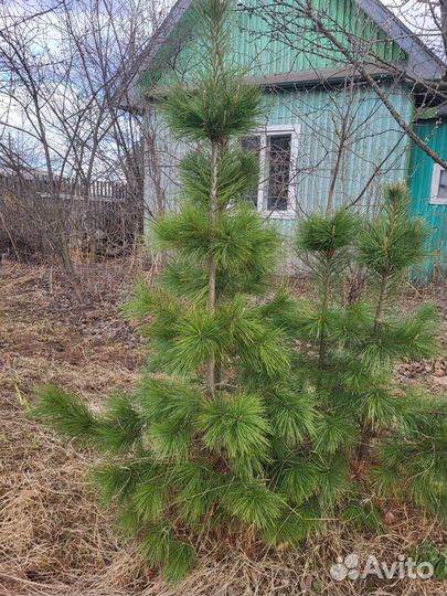 Кедр сибирский