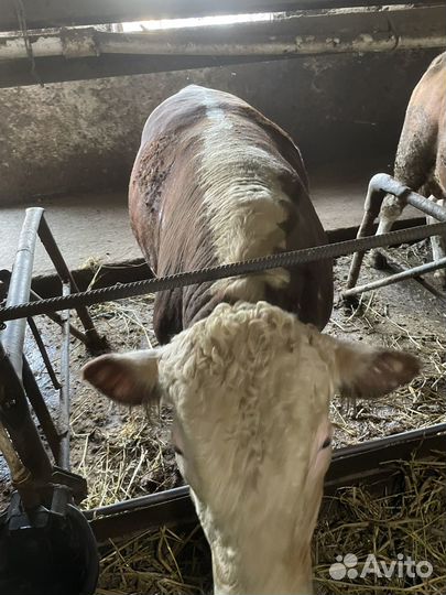 Быки стойловые