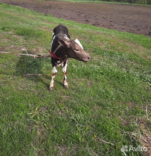 Телята 1,5 месяца