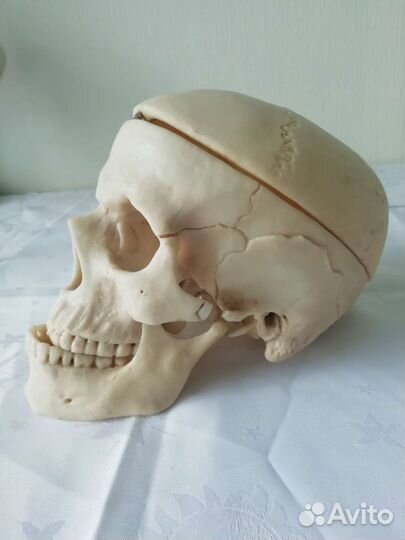 Модель черепа человека 1:1