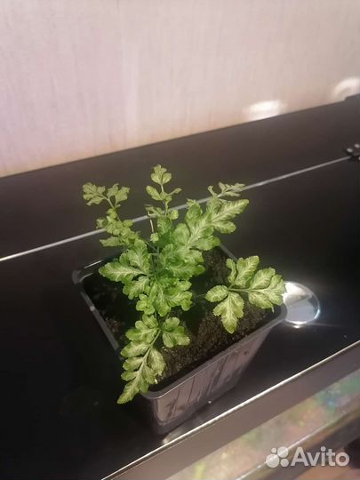 Папоротники