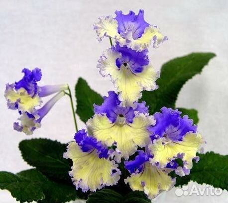 Стрептокарпус сортовой