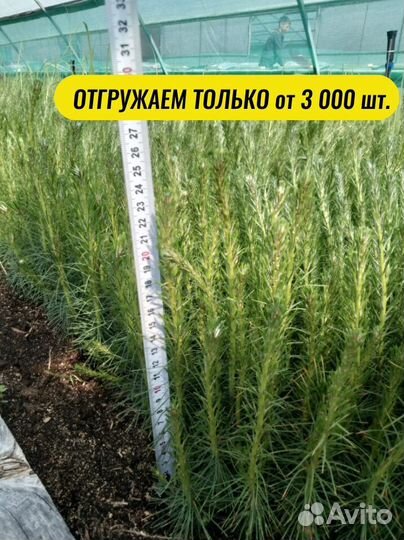 Саженцы ели зкс