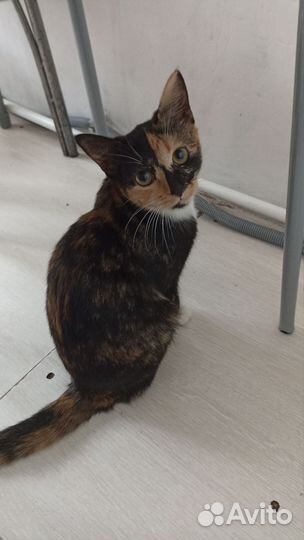 Отдам кошечку