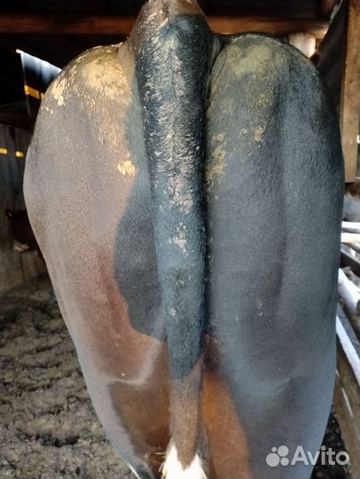 Бык на племя