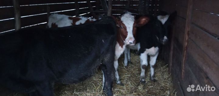 Бычки телки Кролики