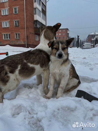 Щенки просят помощи