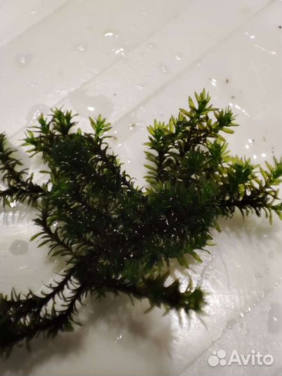 Аквариумные растения и декор