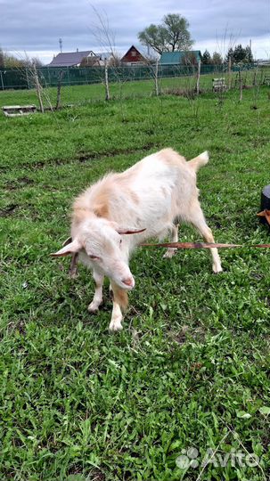 Козел на вязку