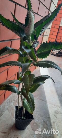 Каланхоэ лечебное