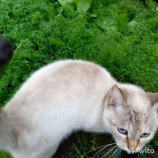 Пряная зелень