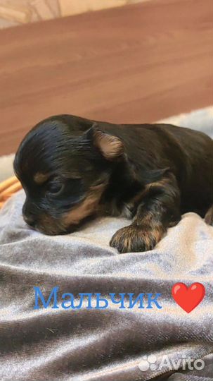 Щенки йорка