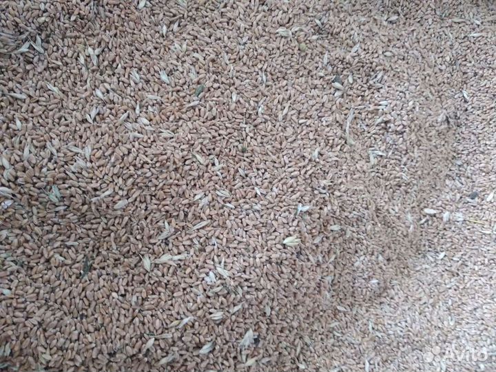 Дерть (дробленное зерно), зерно