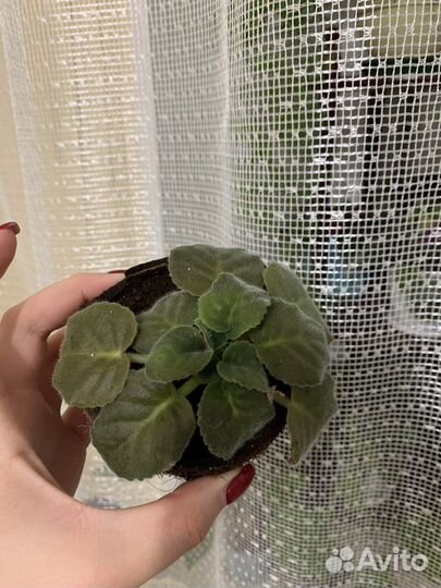 Фиалка в кокосе